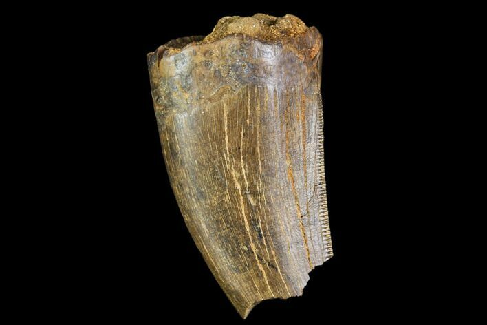 Serrated, Partial Tyrannosaur Tooth - Montana #111009
